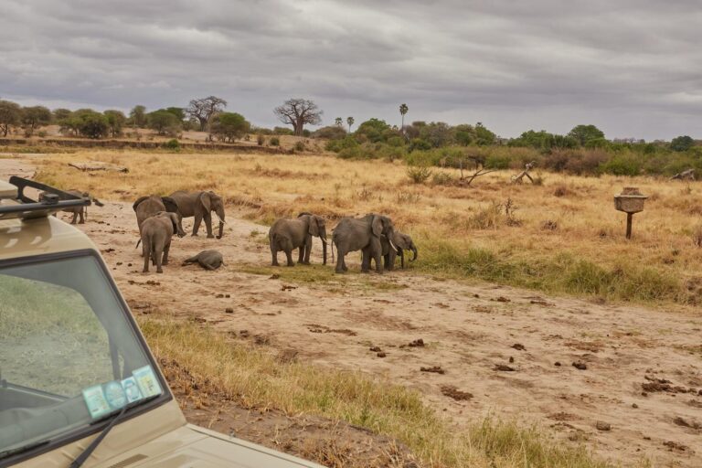 2-Day Wildlife Photography Safari: Tarangire and Ngorongoro Crater