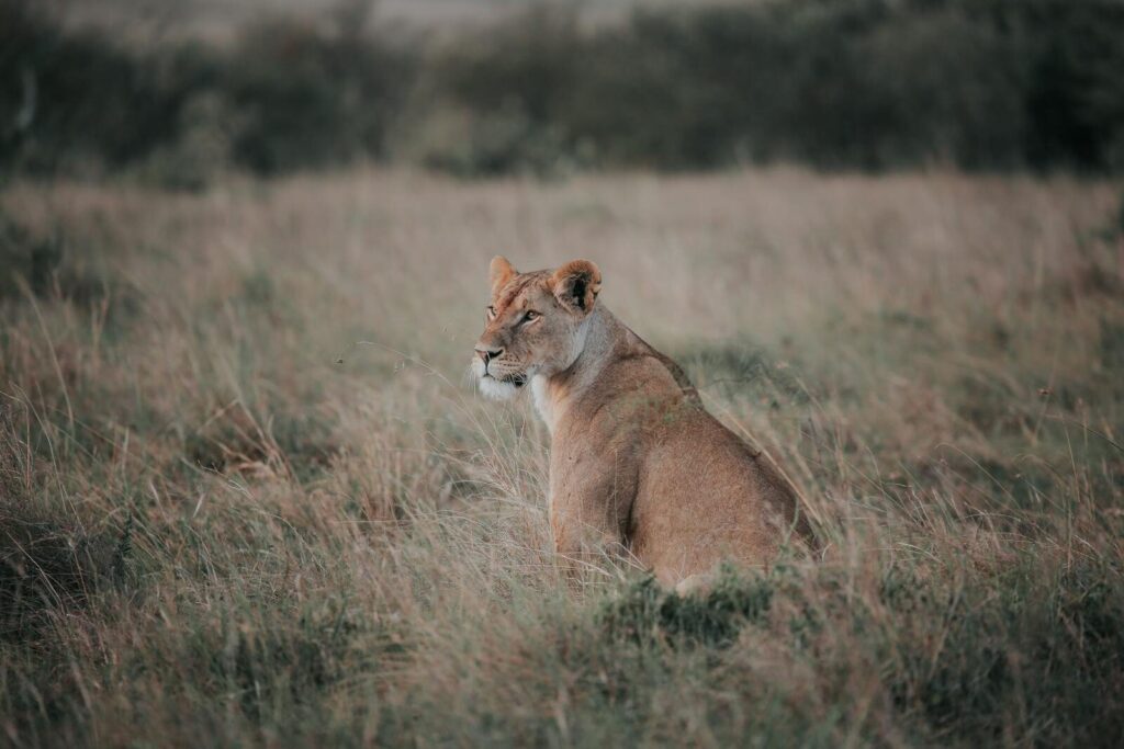 A lioness sits gracefully in the vast savannah of Narok, Kenya, during the day.
