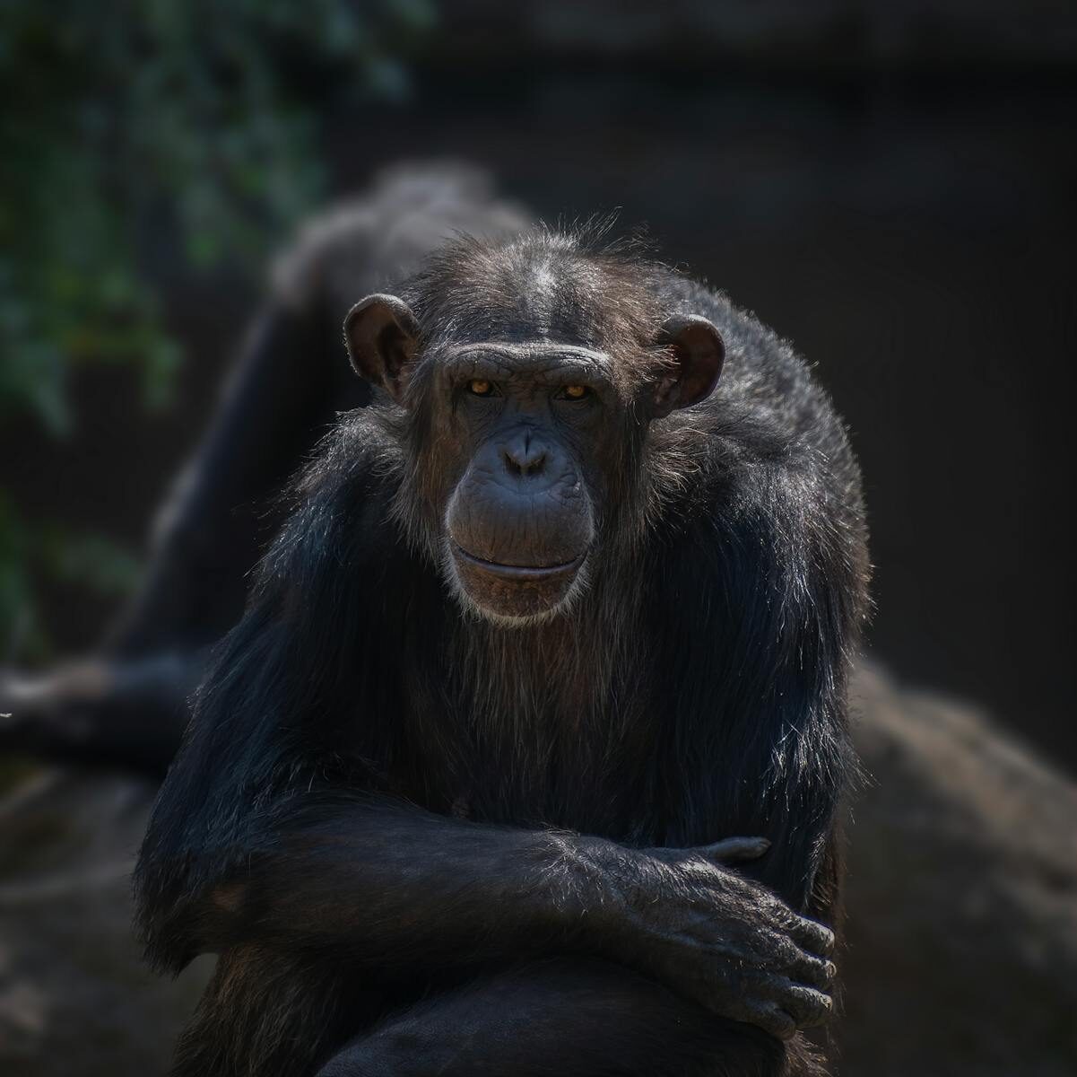 Chimpanzee Trekking Mahale