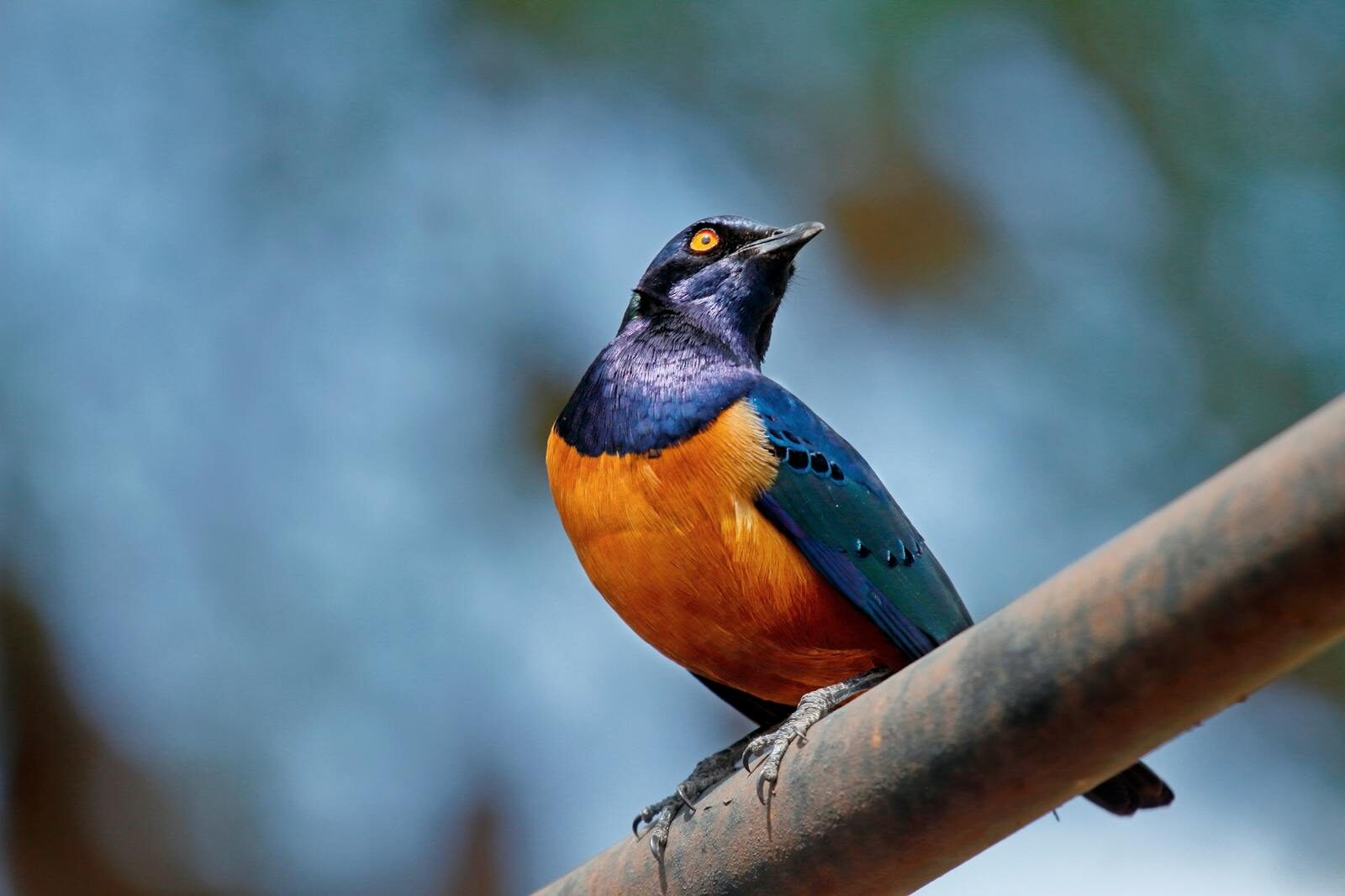 Bird Watching Safari