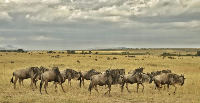 6-Day Great Migration Safari in Tanzania