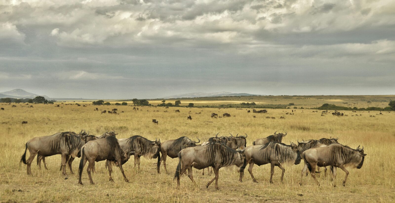 Great Wildebeest Migration Witness