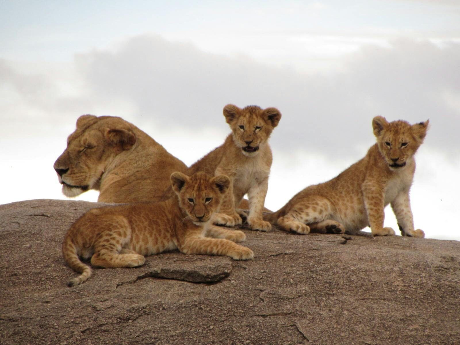 Big Five Game Drive