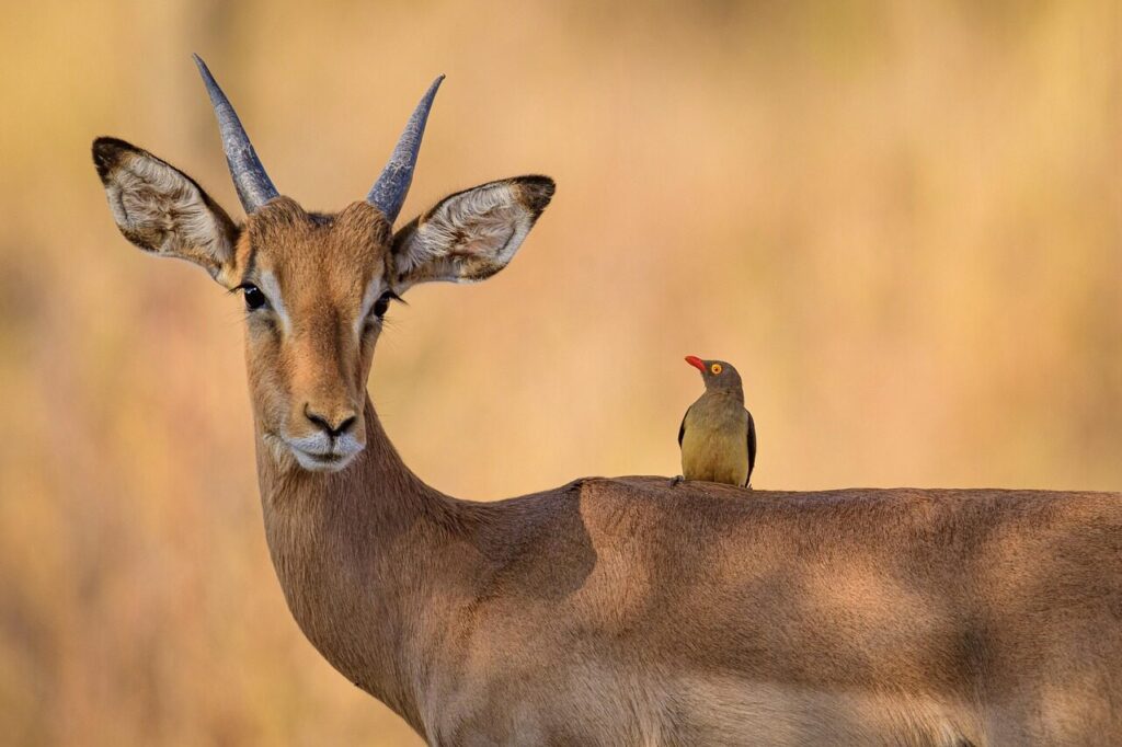 impala, oxpecker, bird, antelope, horns, wildlife, wild, animals, safari, deer, mammal, savannah, nature, africa, fauna, antelope, antelope, deer, deer, deer, deer, deer, africa