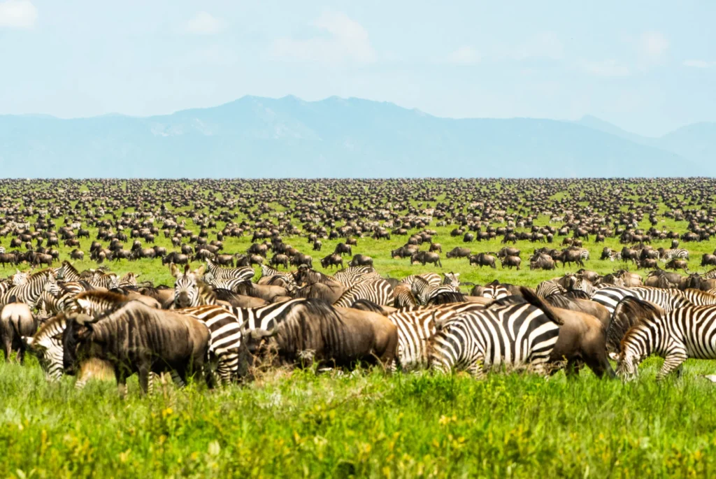 4-Day Anniversary Safari: Tarangire, Serengeti and Ngorongoro Crater