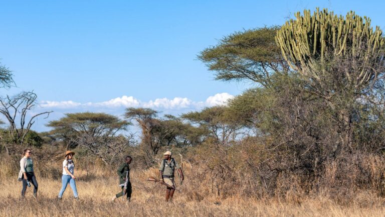 6-Day Lodge Group Safari: Tarangire, Serengeti, Lake Manyara and Ngorongoro Crater