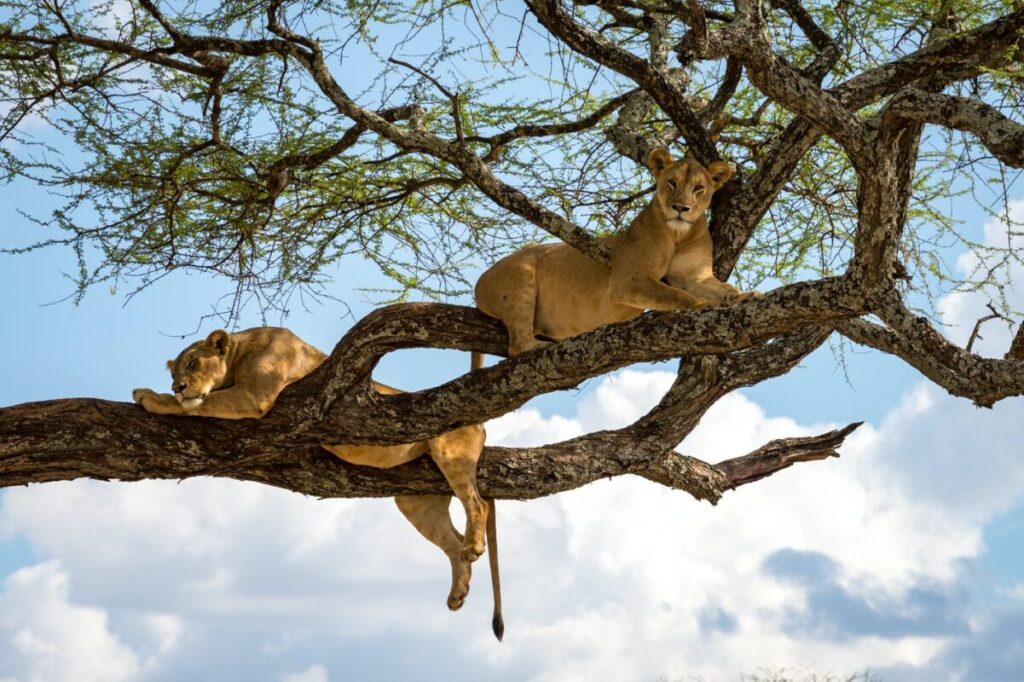 5-Day Budget Group Safari: Tarangire, Serengeti, Lake Manyara and Ngorongoro Crater