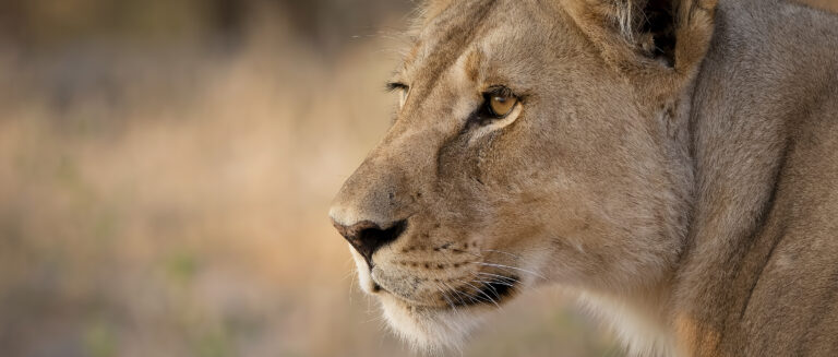 5-Day Lodge Group Safari: Tarangire, Serengeti and Ngorongoro Crater