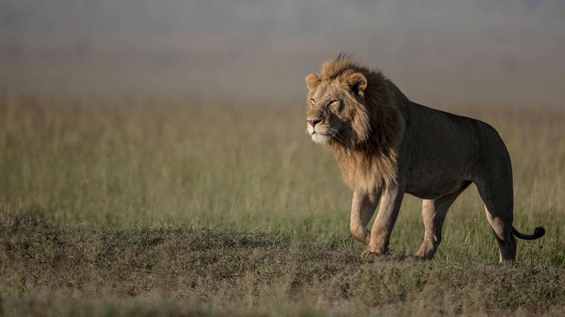 Tanzania Big Five Safari