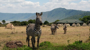 Lake Manyara Public Campsite