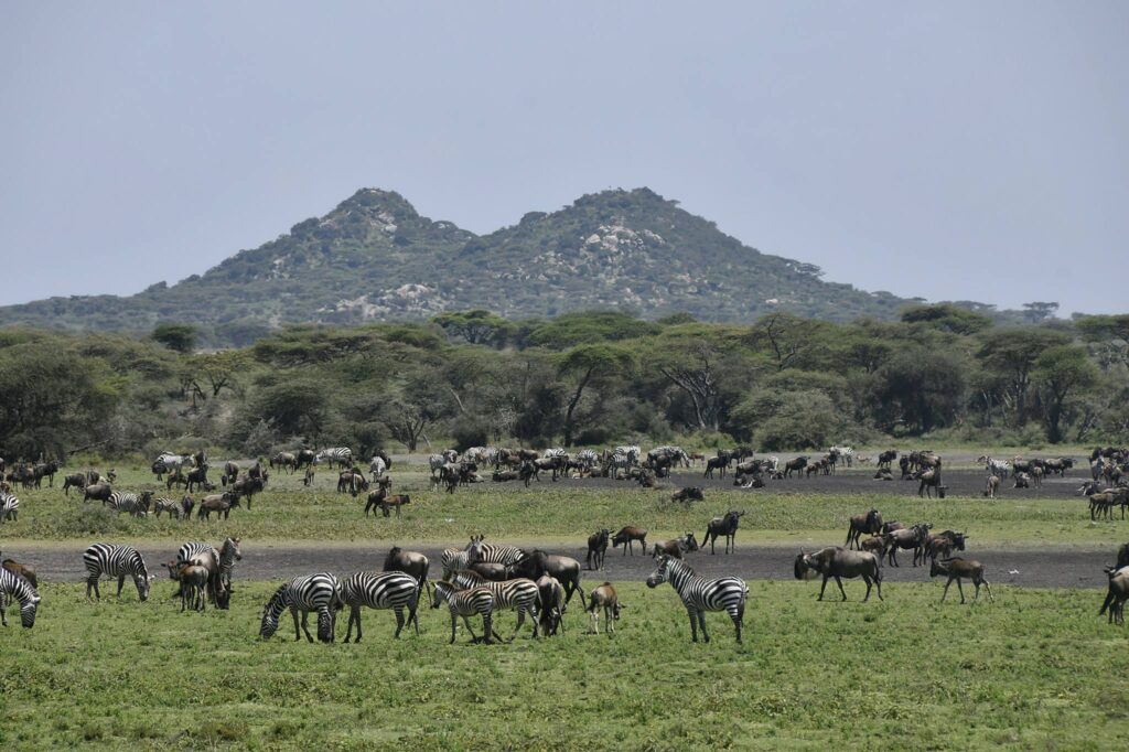 5-Day Ndutu Calving Season Safari