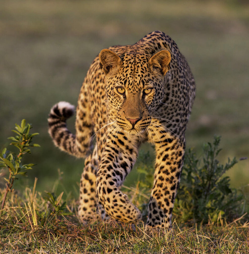 8 Days Ultimate Luxury Tanzania Safari