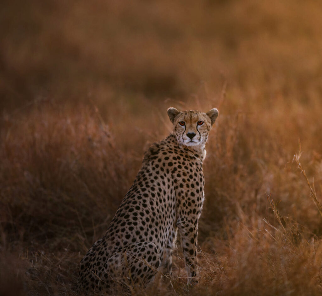 5-Day Safari Adventure with Premium Five-Star Hotel Stay