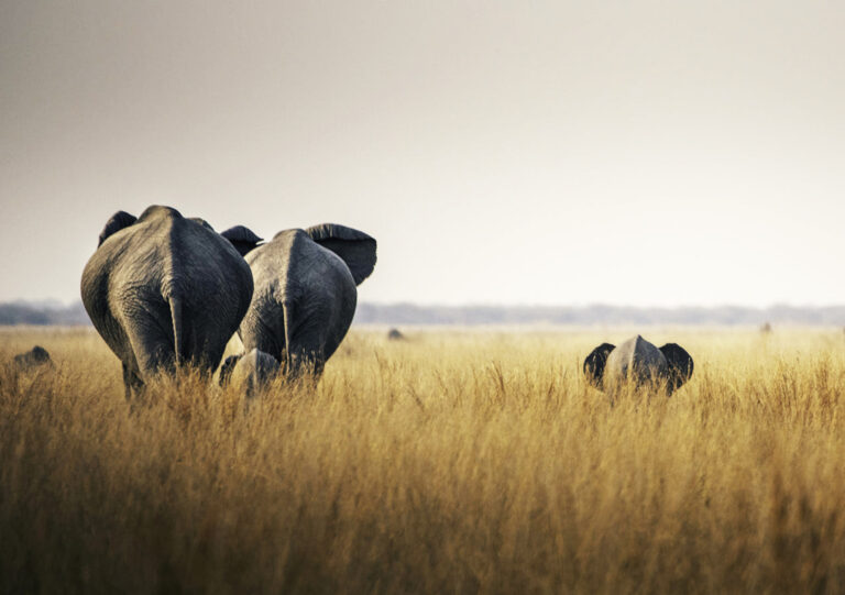 5-Day Private Lodge Safari: Tarangire, Serengeti, Lake Manyara and Ngorongoro Crater