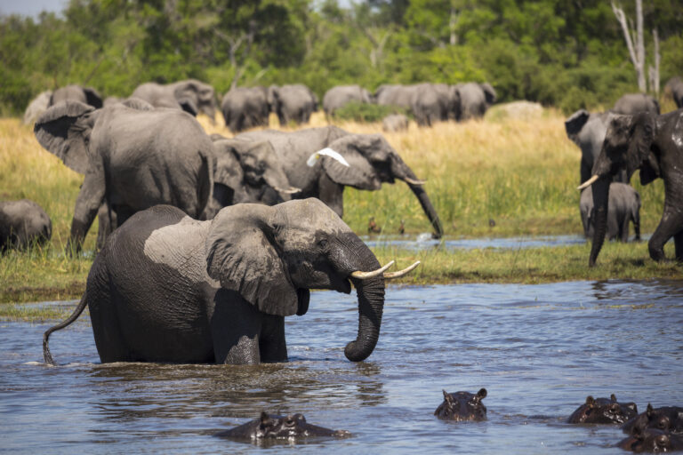 5-Day Private Luxury Safari: Tarangire, Serengeti and Ngorongoro Crater