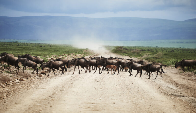 7-Day Mid-Range Northern Circuit Safari