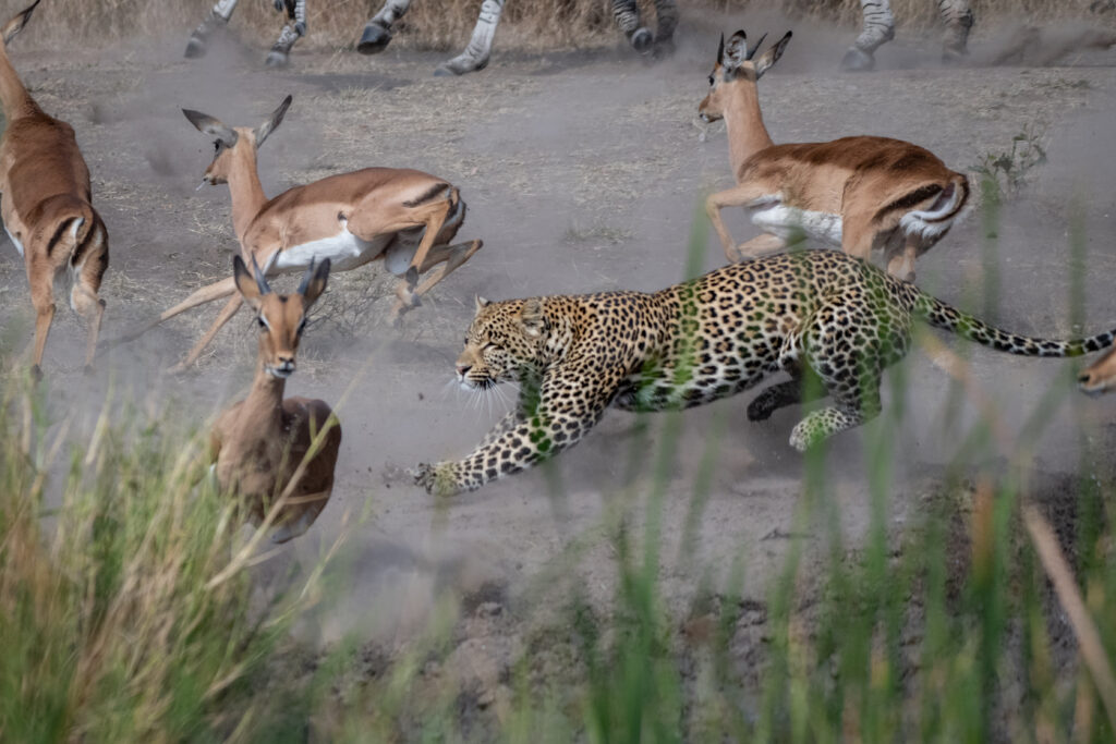 6-Day Lodge Group Safari: Tarangire, Serengeti, Lake Manyara and Ngorongoro Crater