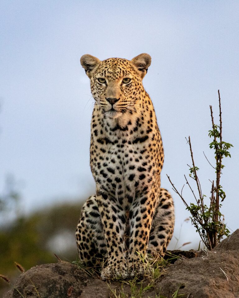 4 Days Serengeti & Ngorongoro Mid-Range Safari