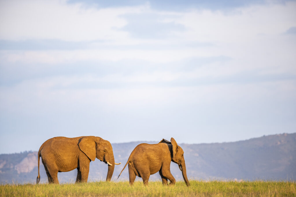 3-Day Budget Joining Serengeti & Ngorongoro Safari