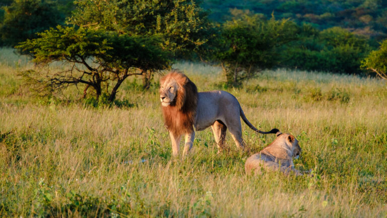 4-Day Private Lodge Safari: Tarangire, Serengeti and Ngorongoro Crater