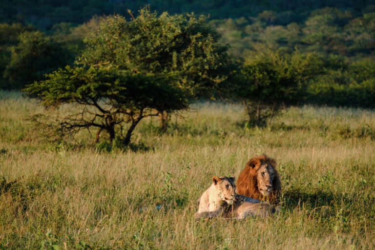 8-Day Great Migration Safari in Tanzania
