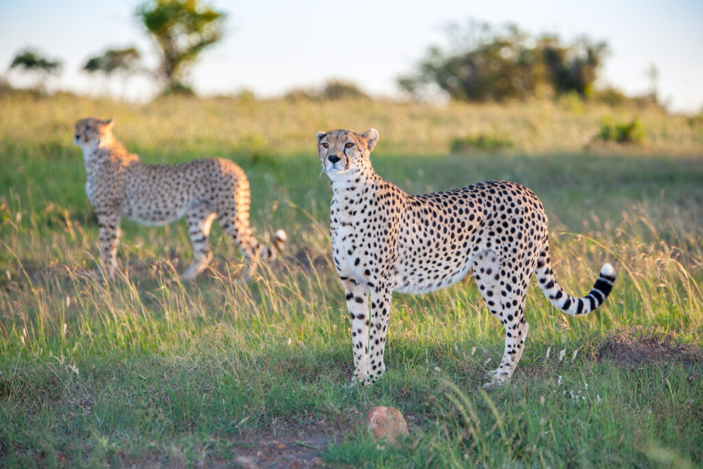 4-Day Private Luxury Safari: Tarangire, Serengeti and Ngorongoro Crater