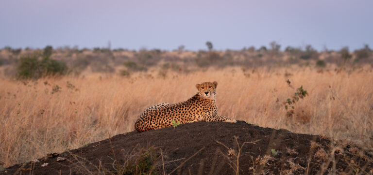 6-Day Private Luxury Safari: Tarangire, Serengeti and Ngorongoro Crater