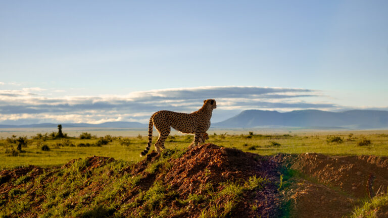 6-Day Fly-in Budget Safari from Zanzibar: Tarangire, Serengeti, Lake Manyara and Ngorongoro Crater