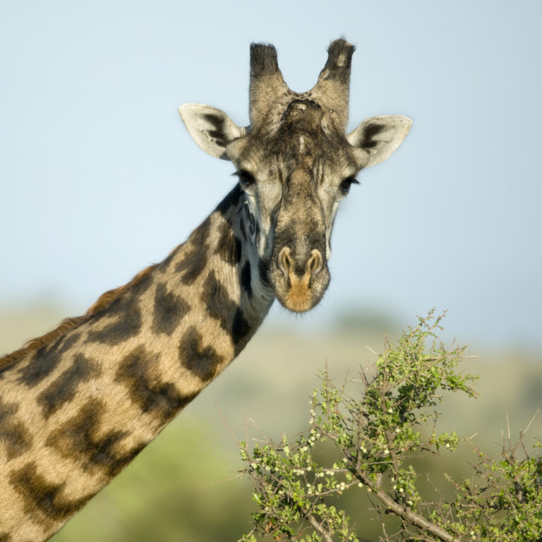 9-Day Mid-Range Northern Circuit & Zanzibar