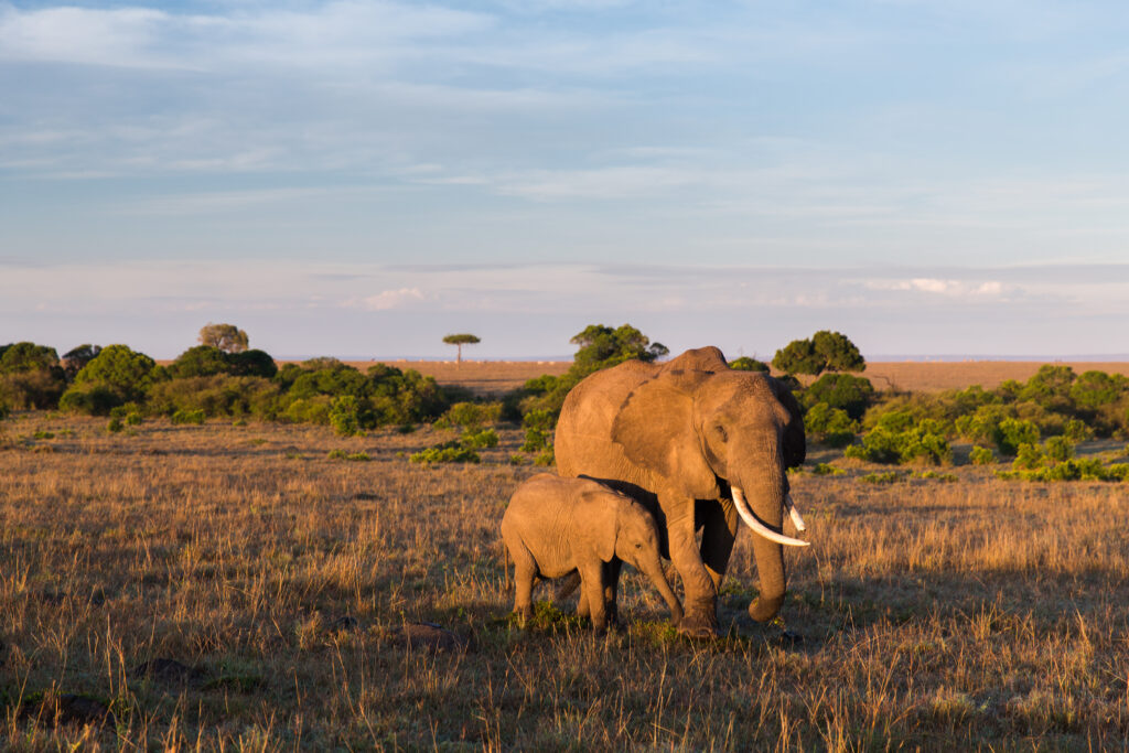3 Days Tarangire & Ngorongoro Highlights
