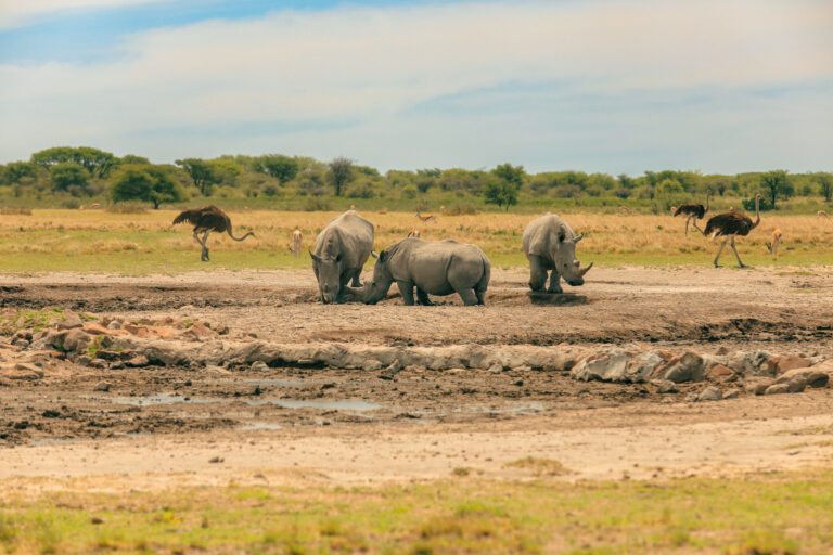 Best Time to Visit the Serengeti: A Month-by-Month Guide