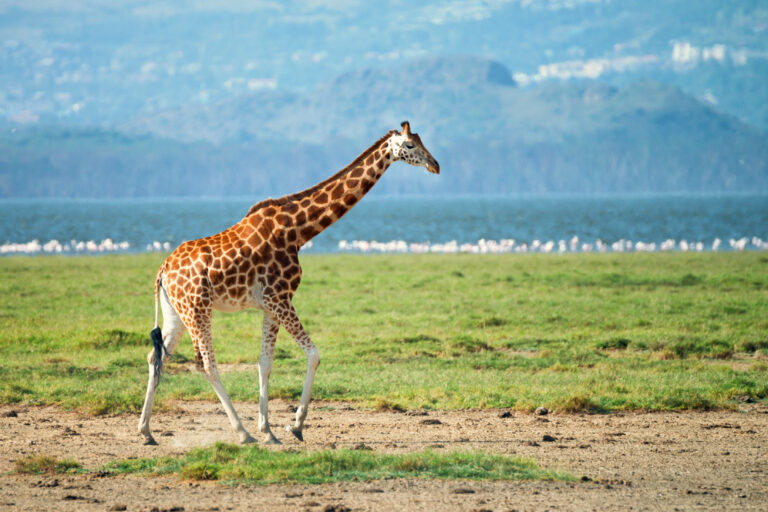 3-Day Budget Camping Tarangire & Ngorongoro Safari