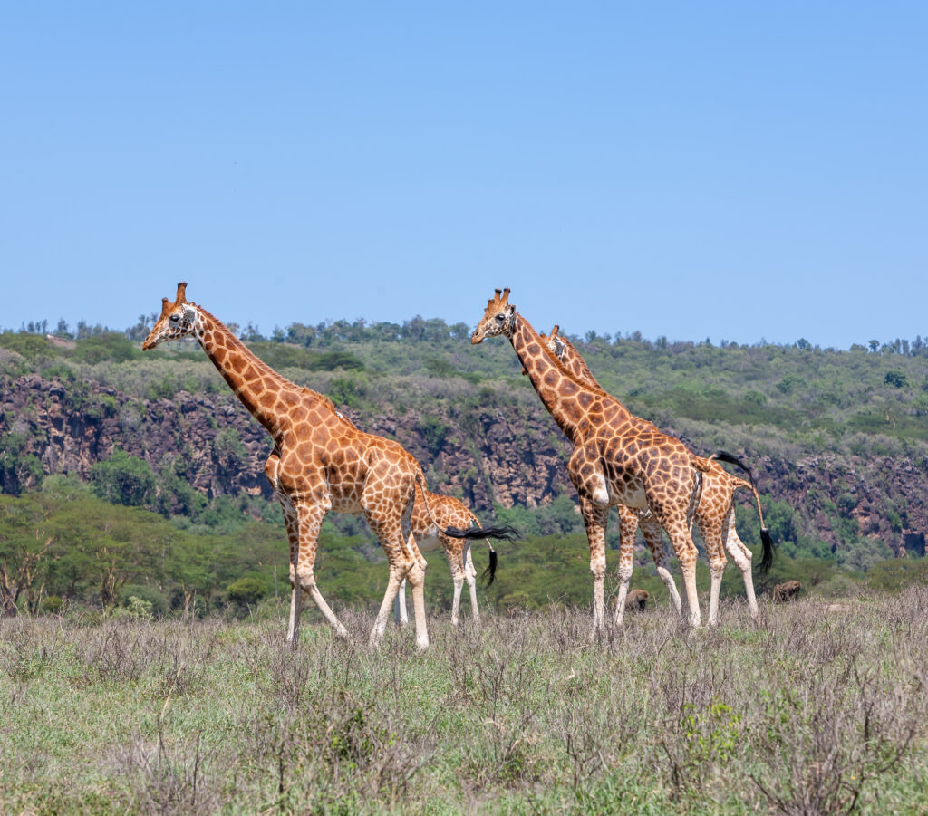 3-Day Budget Group Safari: Tarangire, Lake Manyara and Ngorongoro Crater