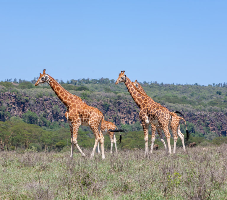 3-Day Budget Group Safari: Tarangire, Lake Manyara and Ngorongoro Crater