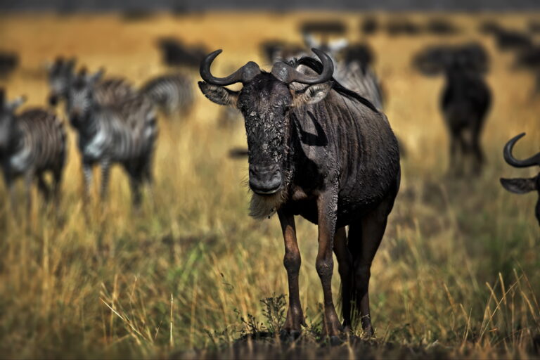 5-Day Budget Camping Northern Circuit Safari