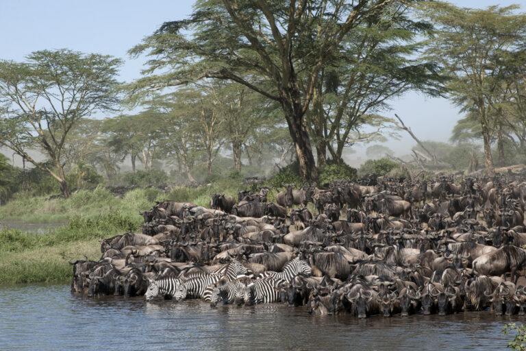 5-Day Private Camping Safari: Tarangire, Serengeti and Ngorongoro Crater