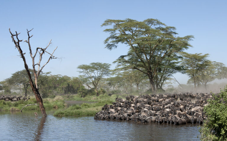 10 Days Great Wildebeest Migration Safari