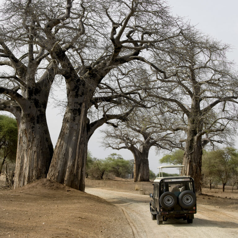 6-Day Budget Joining Northern Circuit Safari