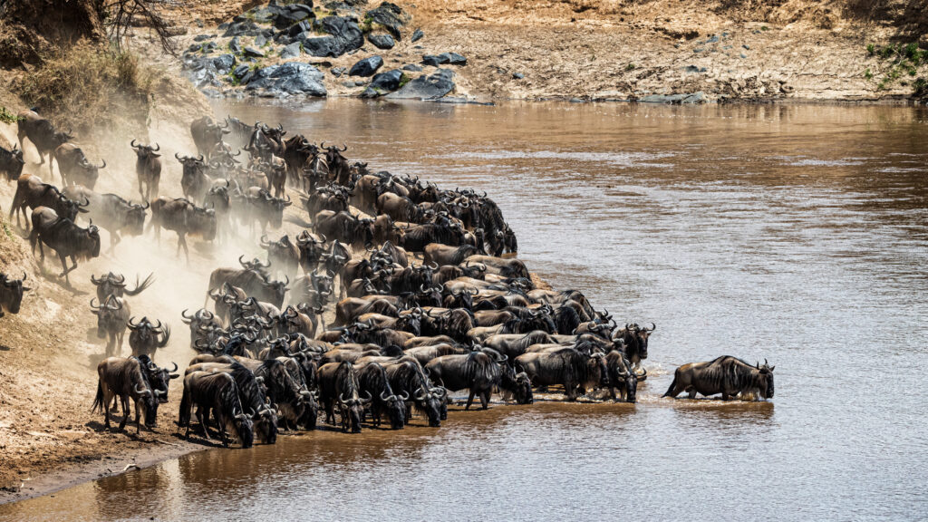 6-Day Mid-Range Northern Circuit Safari