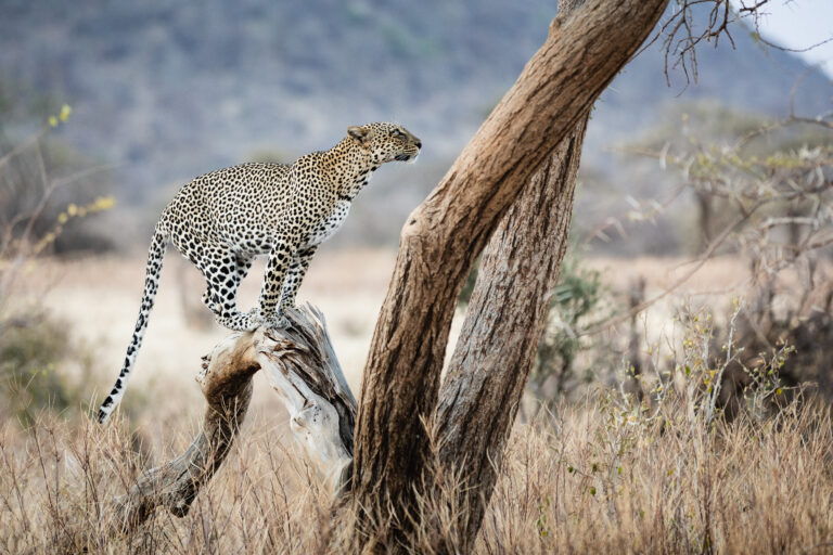 6 Days Serengeti & Ngorongoro Classic Safari