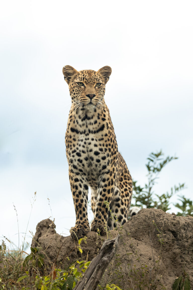 10-Day Private Lodge Safari: Tarangire, Serengeti, Lake Manyara and Ngorongoro Crater