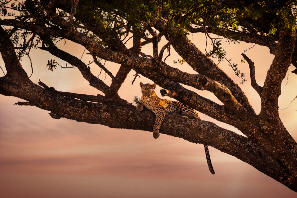 5-Day Tanzania Anniversary Safari from Zanzibar