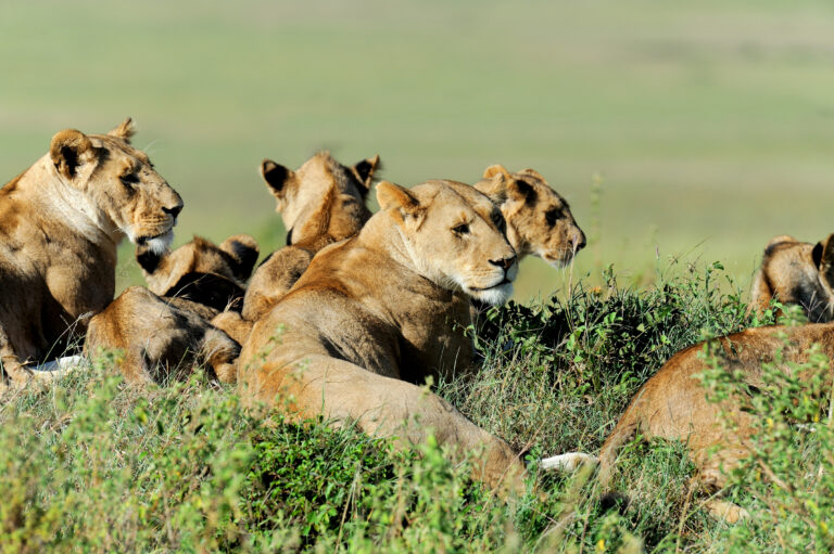 5-Day Mid-Range Migration Safari  Northern Serengeti