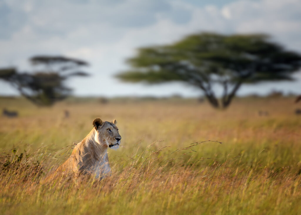 2-Day Budget Ngorongoro Fly-in Camping Safari