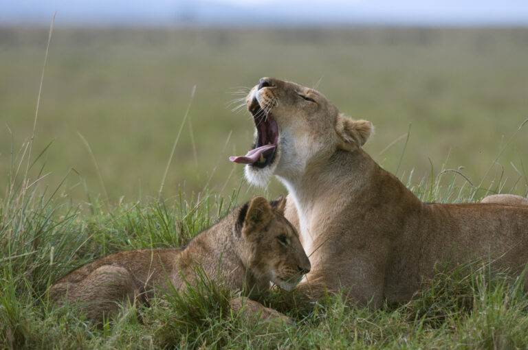 3-Day Budget Group Safari: Tarangire, Ngorongoro Crater and Kilimanjaro