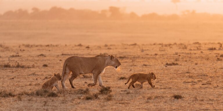 7 Days Family Safari Adventure Tanzania