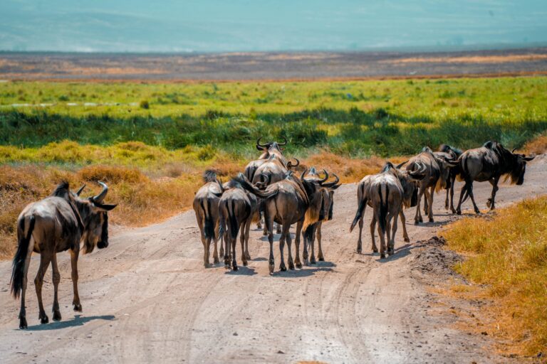 3-Day Northern Tanzania Safari with a Balloon Flight