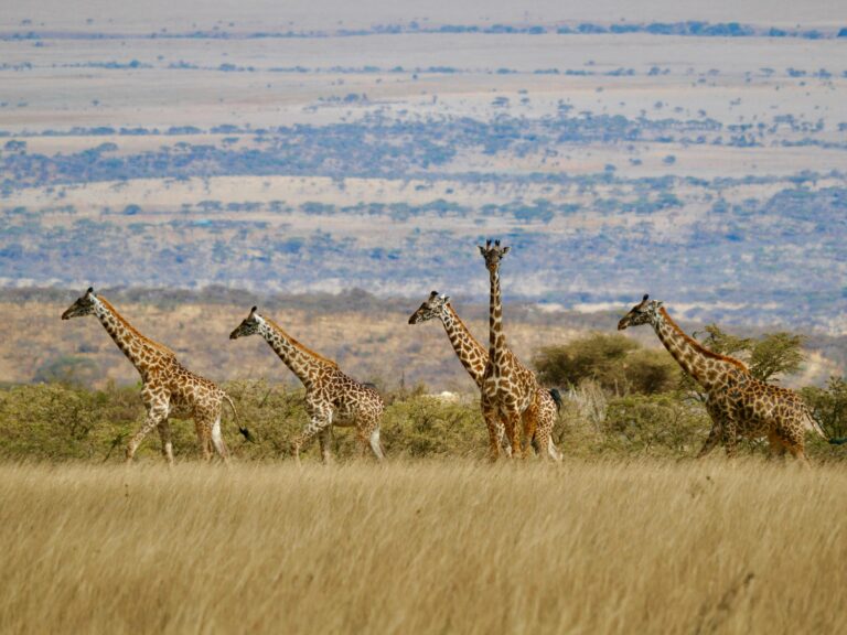7-Day Mid-Range Northern Circuit Safari