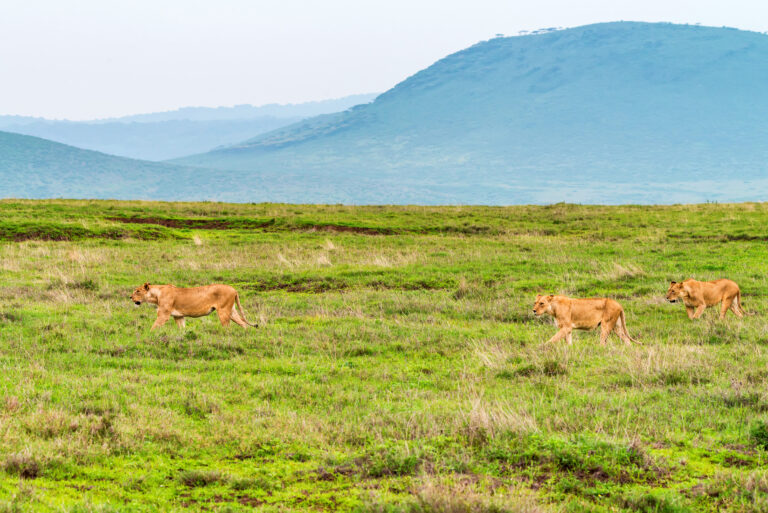 6 Days Mid-Range Northern Circuit Photographic Safari