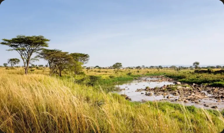 4-Day Honeymoon Safari: Tarangire, Serengeti and Ngorongoro Crater